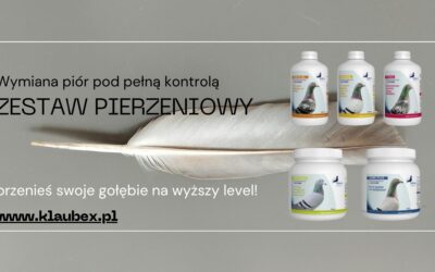 Sezon pierzenia to najważniejszy okres w hodowli gołębi pocztowych